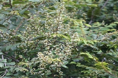 Quirivelia frutescens